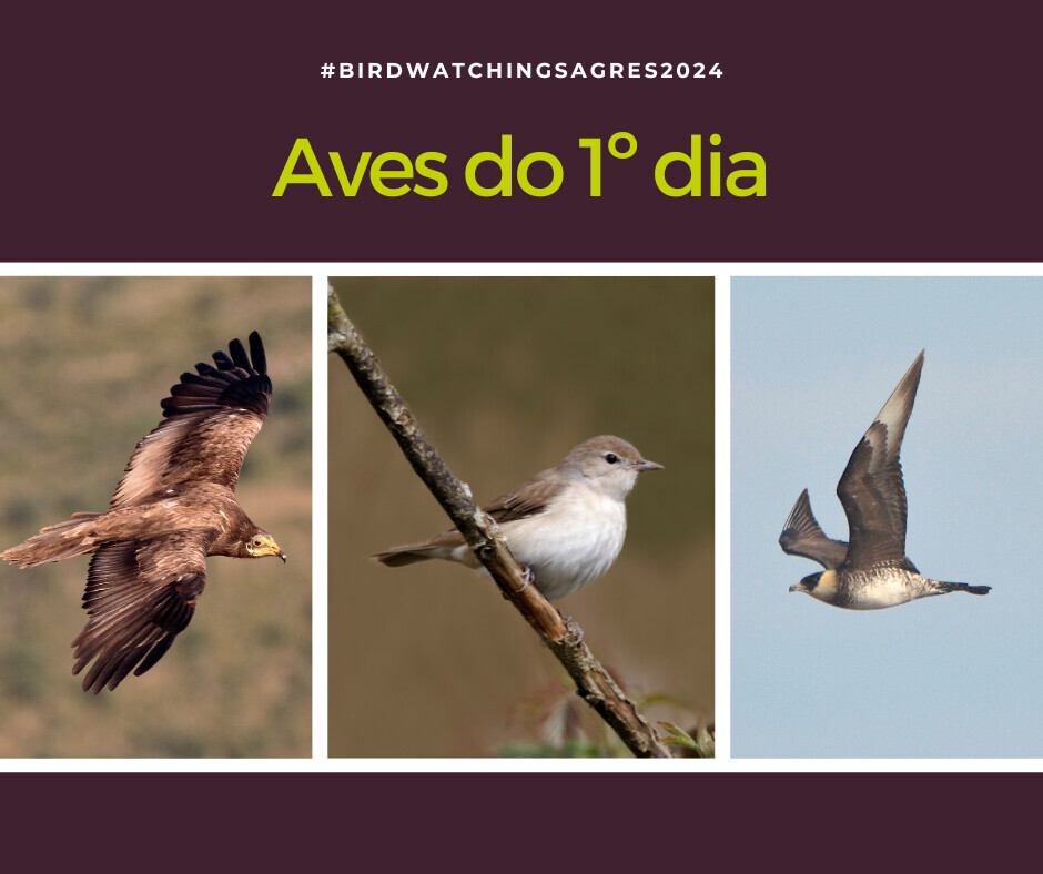 Aves do 1º dia