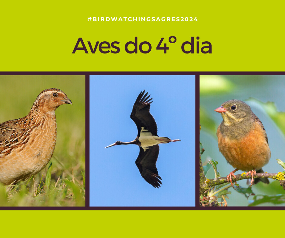 Aves do 4º dia