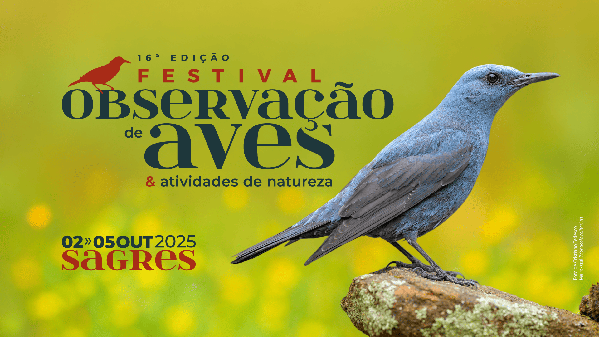 Festival de Observação de Aves de Sagres